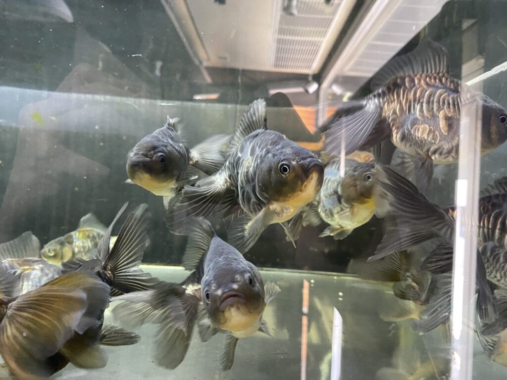 入荷情報】吉野養魚場産 ドラゴンスケールオランダ ドラゴンスケール花房蝶尾 | アクアヒーリング プレアデス