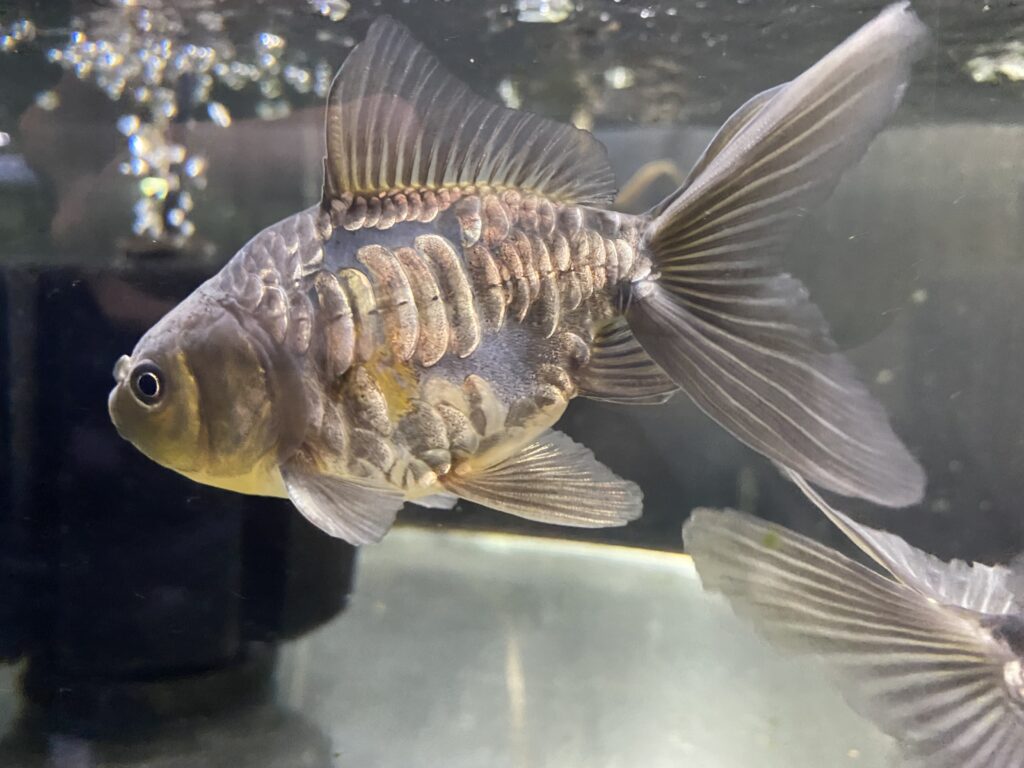 入荷情報】吉野養魚場産 ドラゴンスケールオランダ ドラゴンスケール花房蝶尾 | アクアヒーリング プレアデス